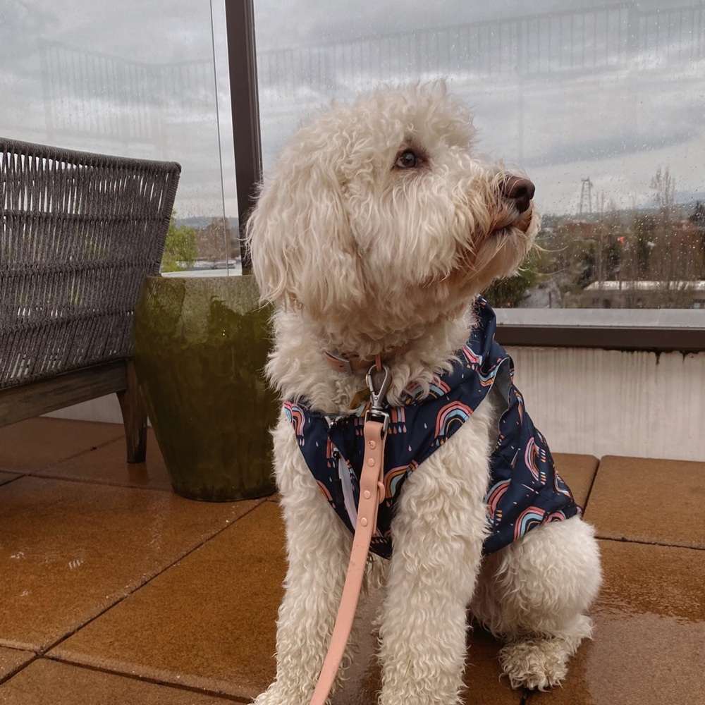 The Over the Rainbow Reversible Raincoat